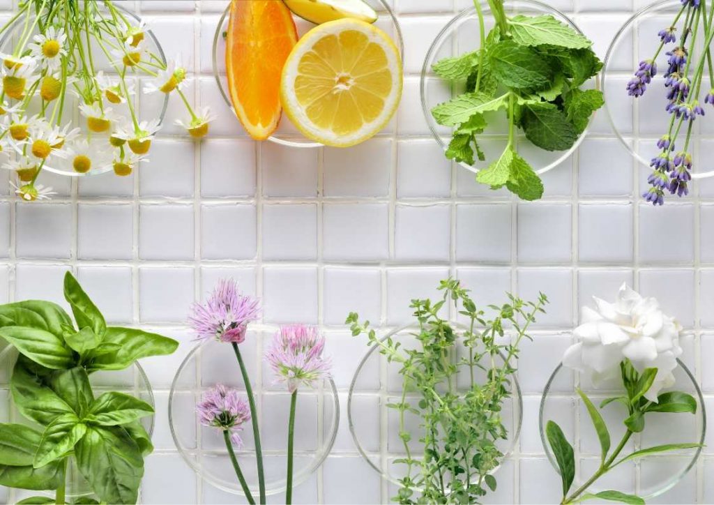 האם צמחי מרפא יכולים לסייע בטיפול בסוכרת?